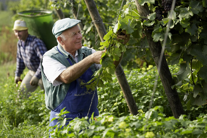 Domaine Viticole Im Zwölberich